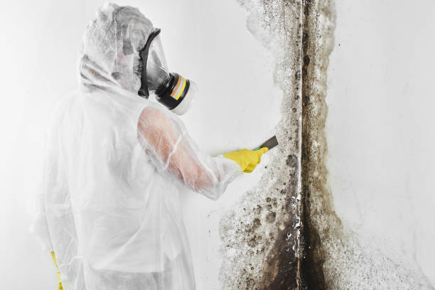 Best Black Mold Removal  in Wesson, MS