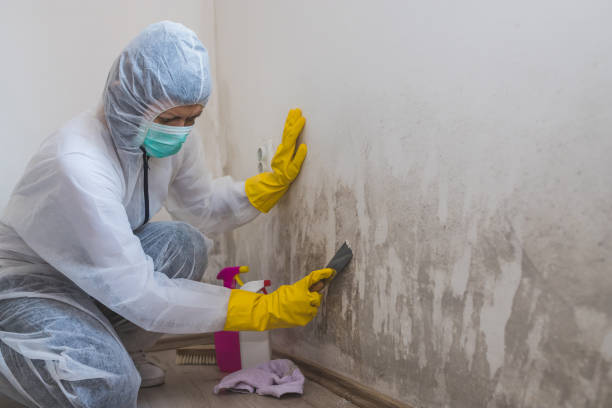 Best Mold Testing  in Wesson, MS