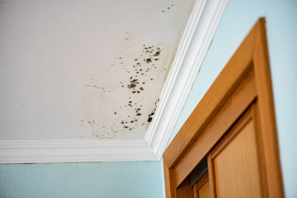 Best Home Mold Removal  in Wesson, MS