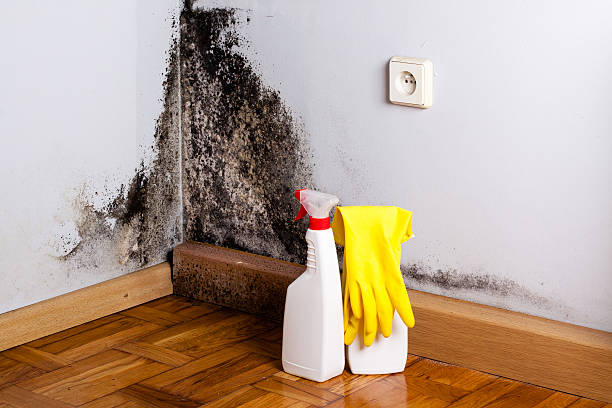 Best Office Mold Removal Services  in Wesson, MS